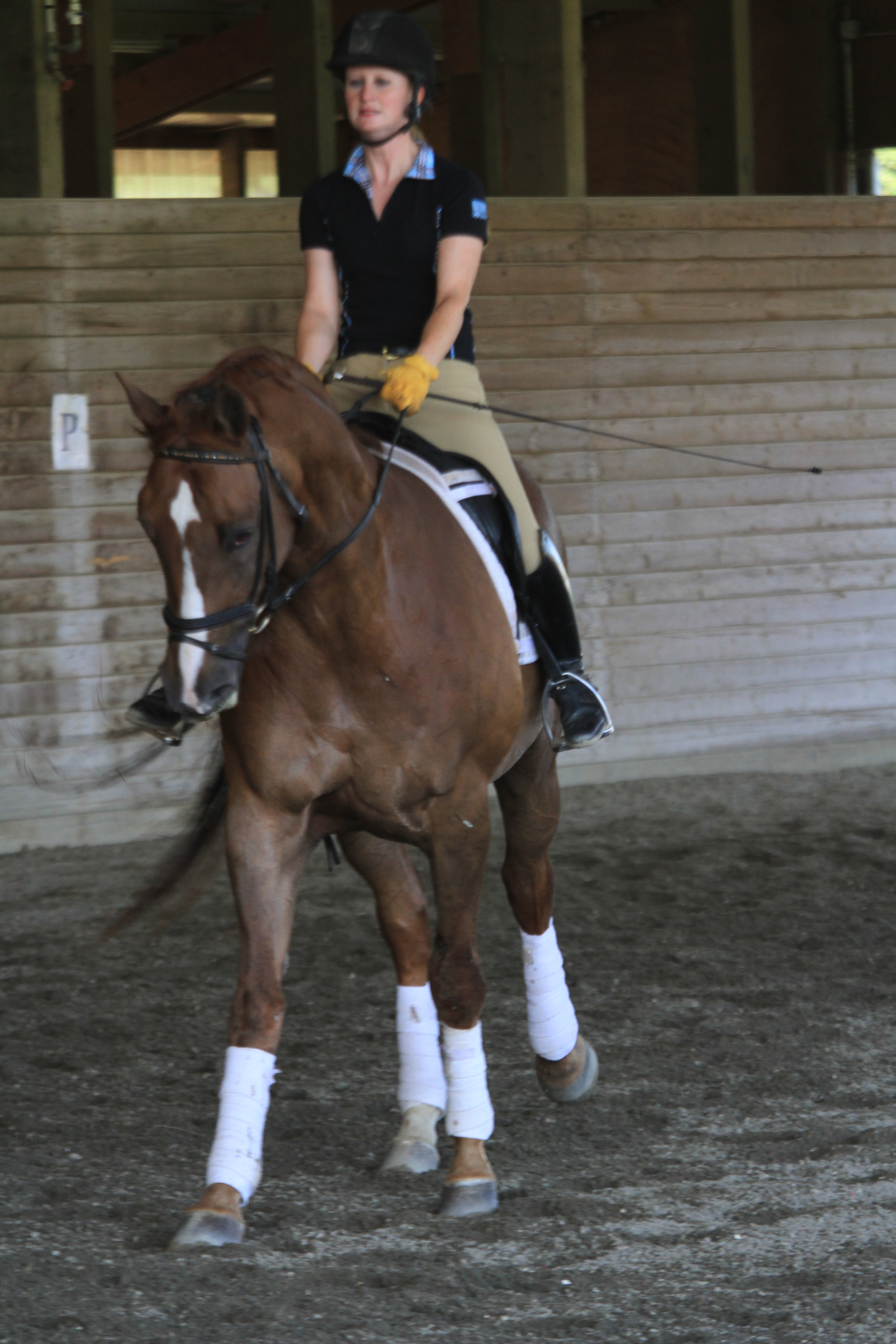 Kim and the Westfalen FEI gelding during one of our clinics over the summer. We bring in a few fabulous clinicians several times a year.
