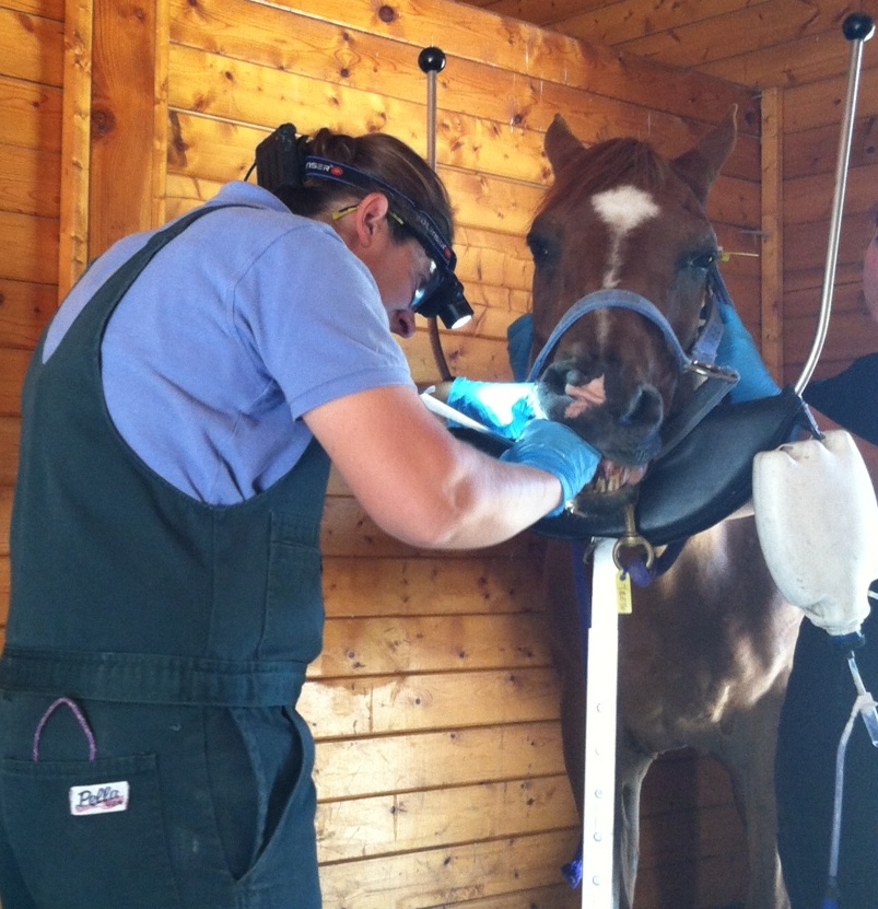 Dr. Brandi Holohan, a PVH ambulatory veterinarian, performing equine dental services