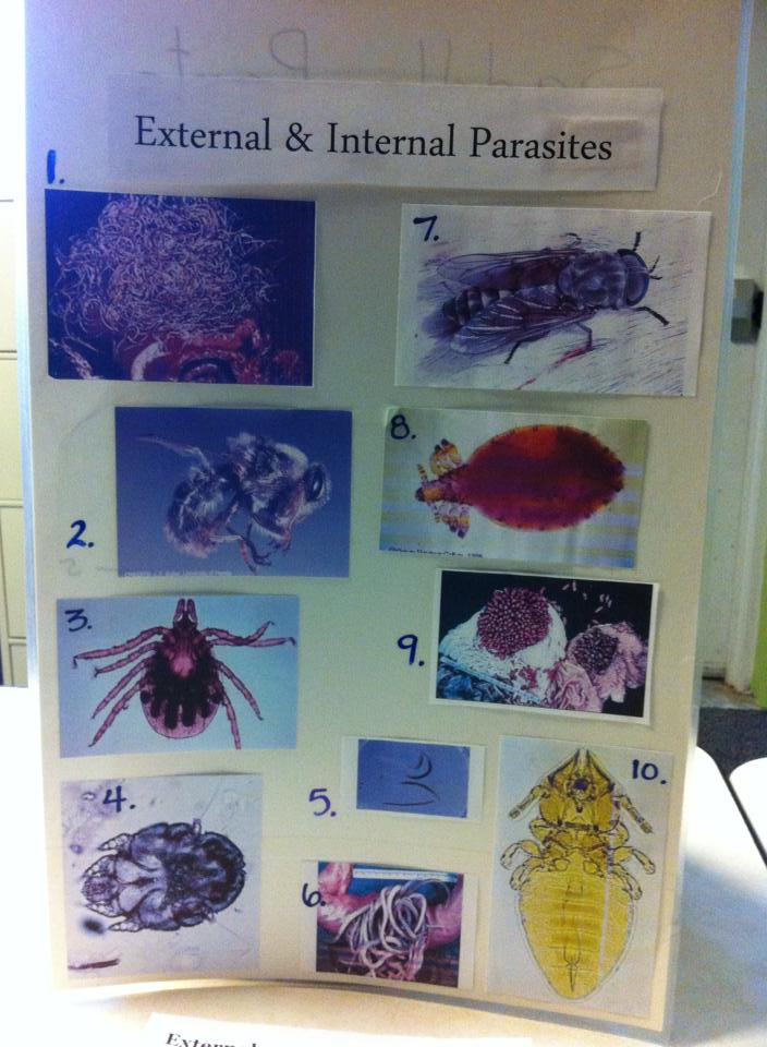 ID station – Parasites