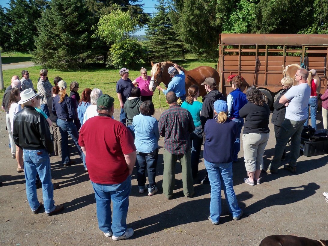 The Washington Draft Horse and Mule Association presents our annual harnessing and driving clinic.