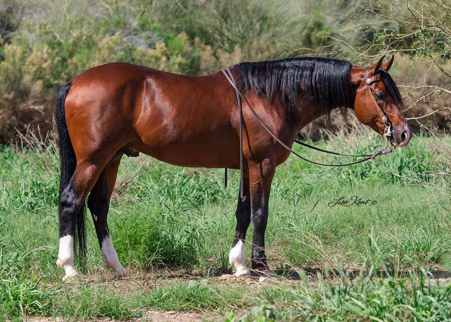 Nobles Top Gun is a 2004 Arabian reining stallion with multiple National and Scottsdale titles in reining, reined cow, cow horse, and sport horse in hand. New glamour shots taken by Lisa Kent.