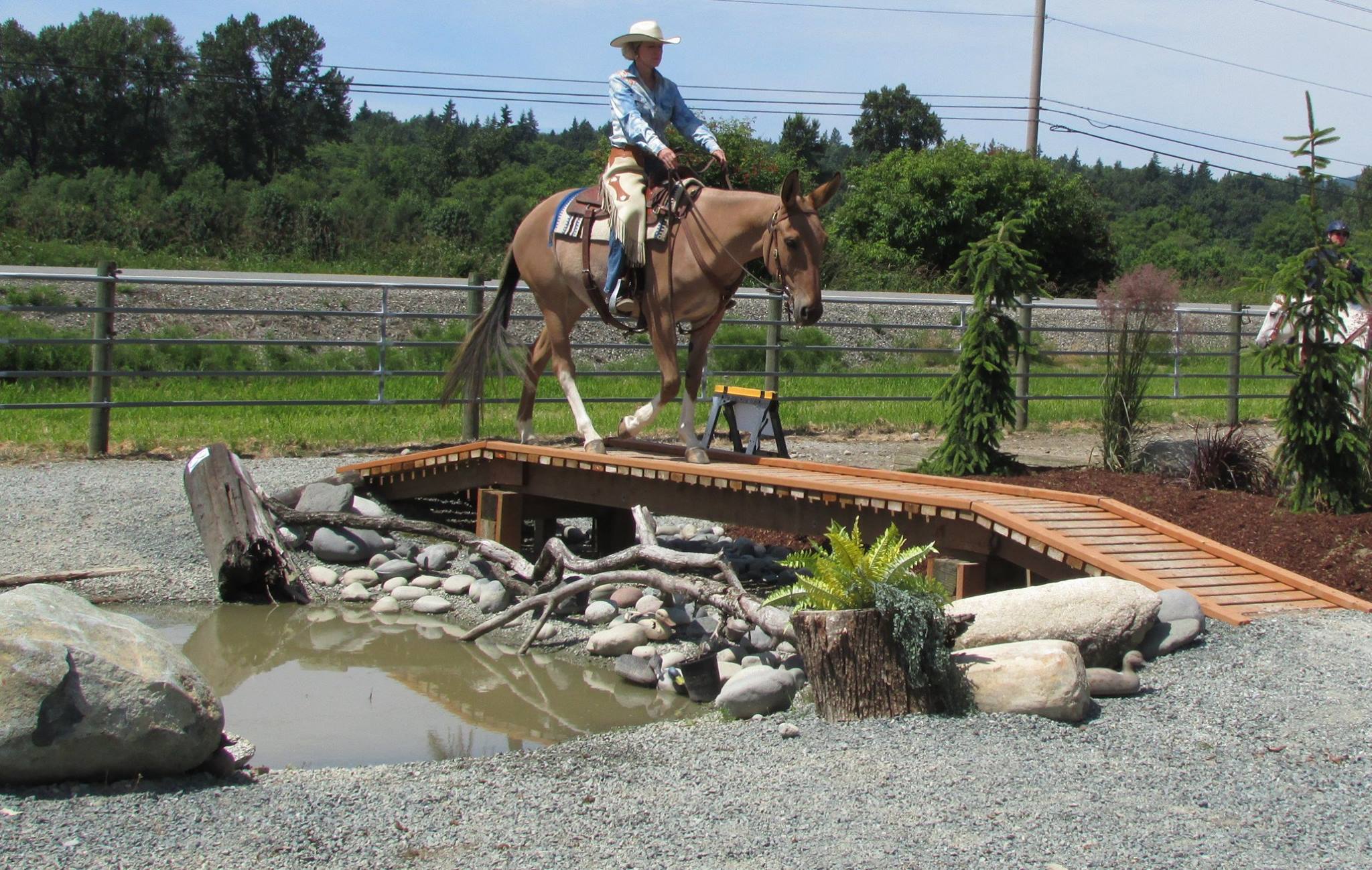 Obstacle Training for Show or a better relationship with your horse clinics, horsemanship, manners, confidence. Cindi has been training people and horses through the use of obstacles for over 25 years. The use of obstacles is also the best way to help people understand the way a horse learns and thinks.