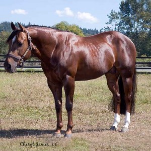 Producing athlitic, nice minded foals with tons of potential.