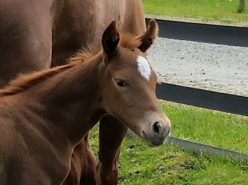 Key To My Cash Box filly out of Little Dolly Mac. She arrived April 30th and is adorable.