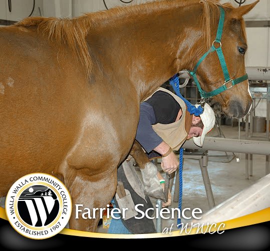 Walla Walla Community College’s Farrier Science program trains students to become professional, prepared farriers with the knowledge and skills necessary to work on many types of horses.