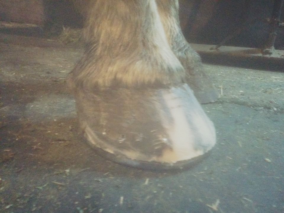 and after being shod.