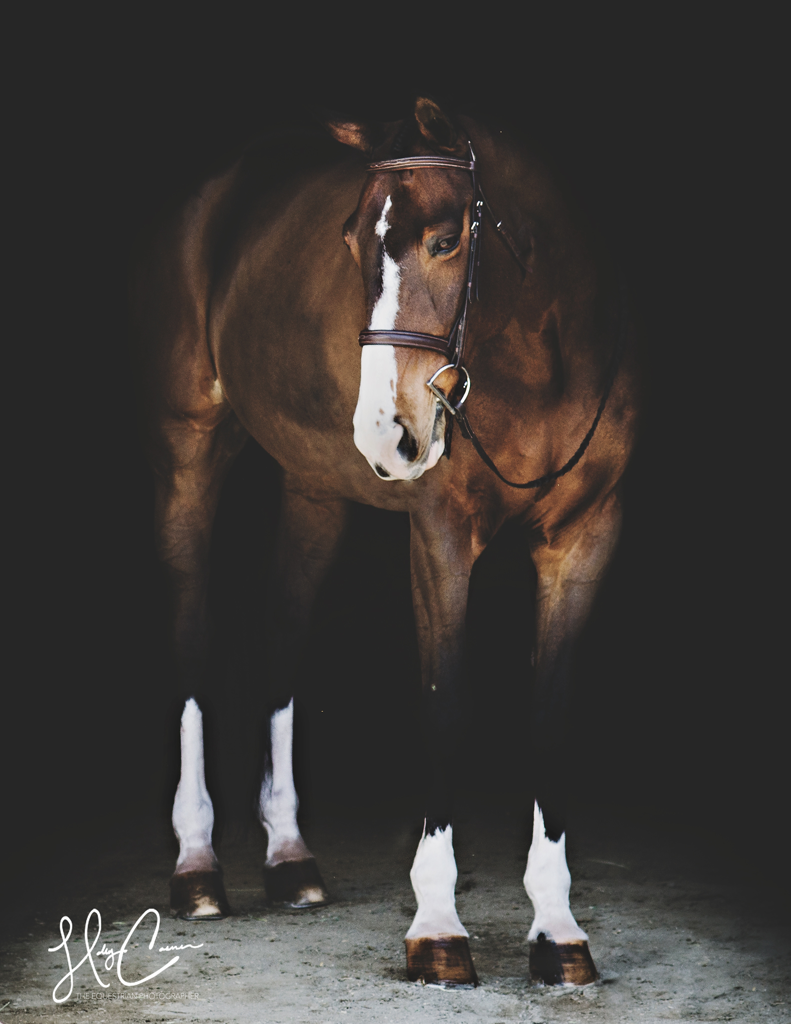 Holly Casner, The Equestrian Photographer – Black Background Portraits