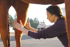 horse healing.jpg