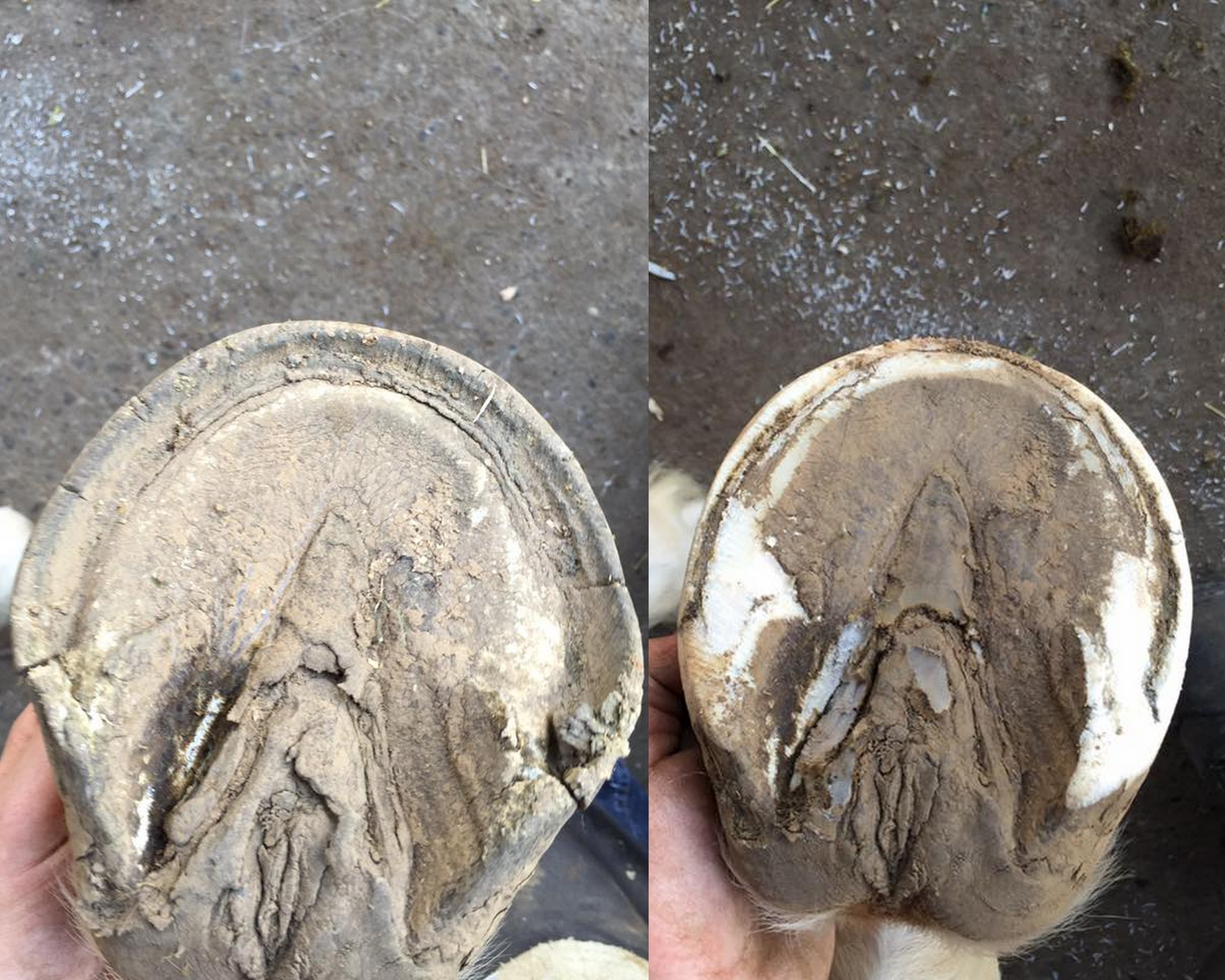 This is a great picture of how an overdue hoof starts to get quarter wall blow outs. See the cracks in the heels and quarter wall on each side? Horse steps wrong or on something and that whole piece gets torn off leaving not much to nail to if a shoe is needed, and possibly a sore foot. Very important to stay on a schedule. :) Glad this was caught before that happened. Cleaned up well.