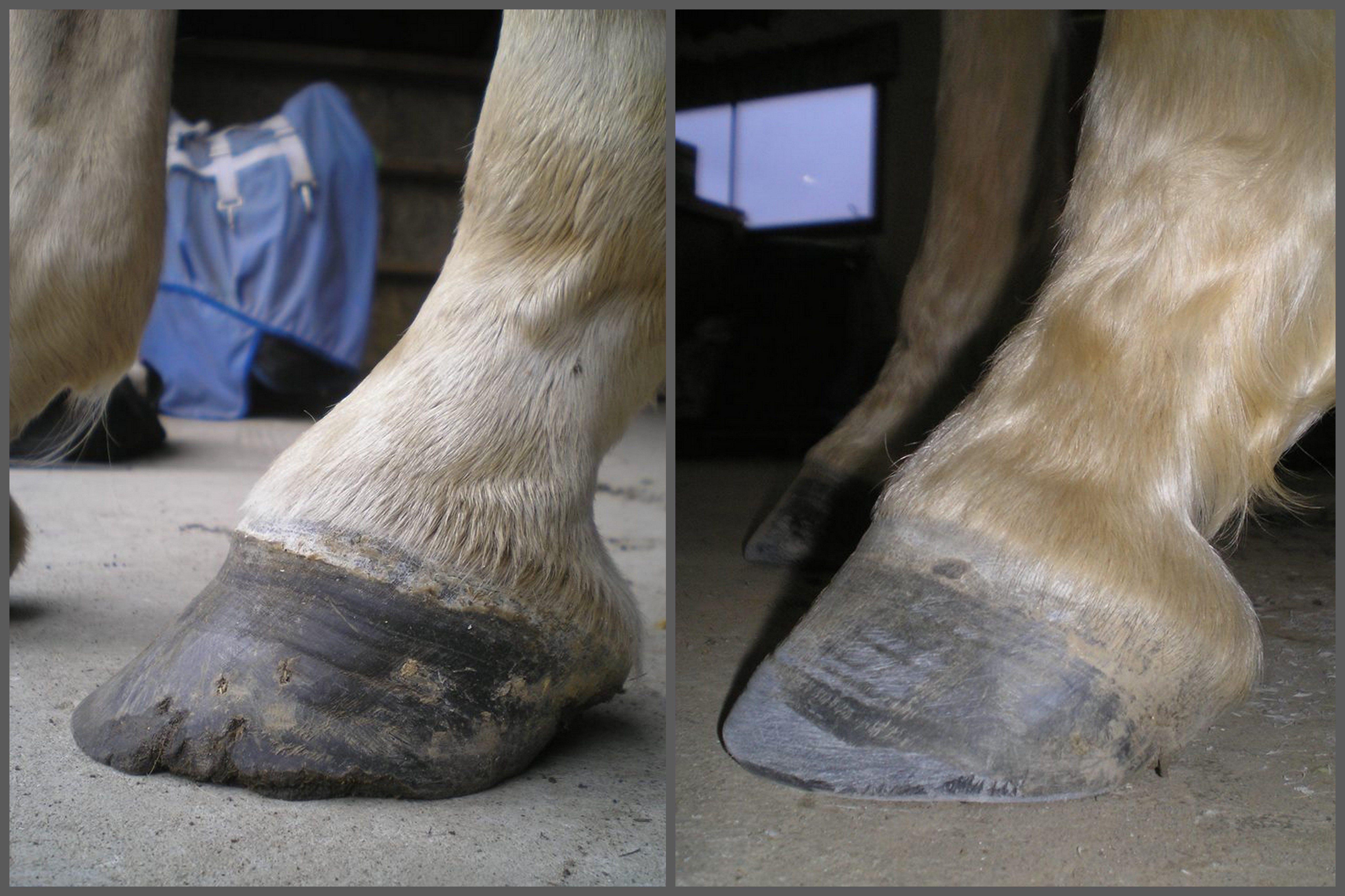 No hoof, no horse. Owner decided to give the mare the summer off to rebuild the feet. After six months since shoes pulled and several trims see the changes in the shape of the hoof capsule.