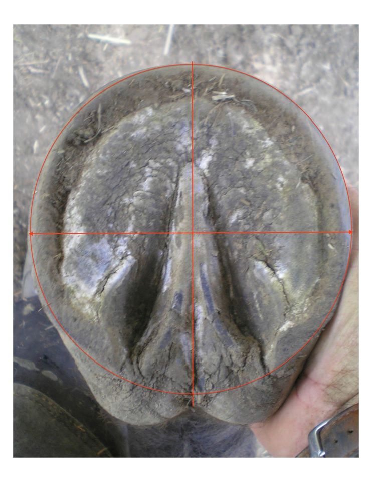 For you hoof geeks, the geometry on this hoof is beautiful. Center of mass line at widest part of hoof bisected by the frog axis creates a radius that describes a circle that contacts both the break over at the toe and the points of heel almost perfectly.