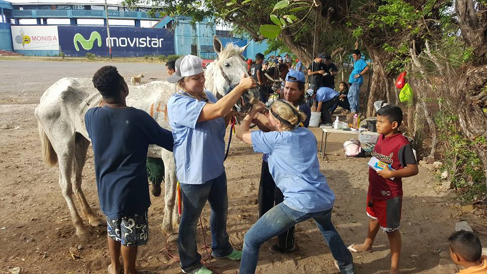 Another productive day in Nicaragua… with 180 horses treated for the day.  World Vets is providing free veterinary services to the working horses.  Provided care for about 500 horses this week, including hoof trimming, dental floating, vaccinations, deworming, wound treatments and horse-owner education.