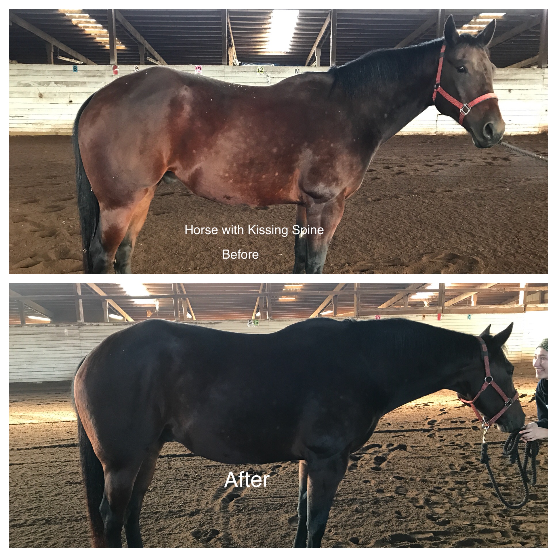 This gelding had been diagnosed with kissing spine.  The goal of our session was to help him relax and feel more comfortable in his body.  In our 20 minute session his topline opened up a bit and he was able relax so much more.