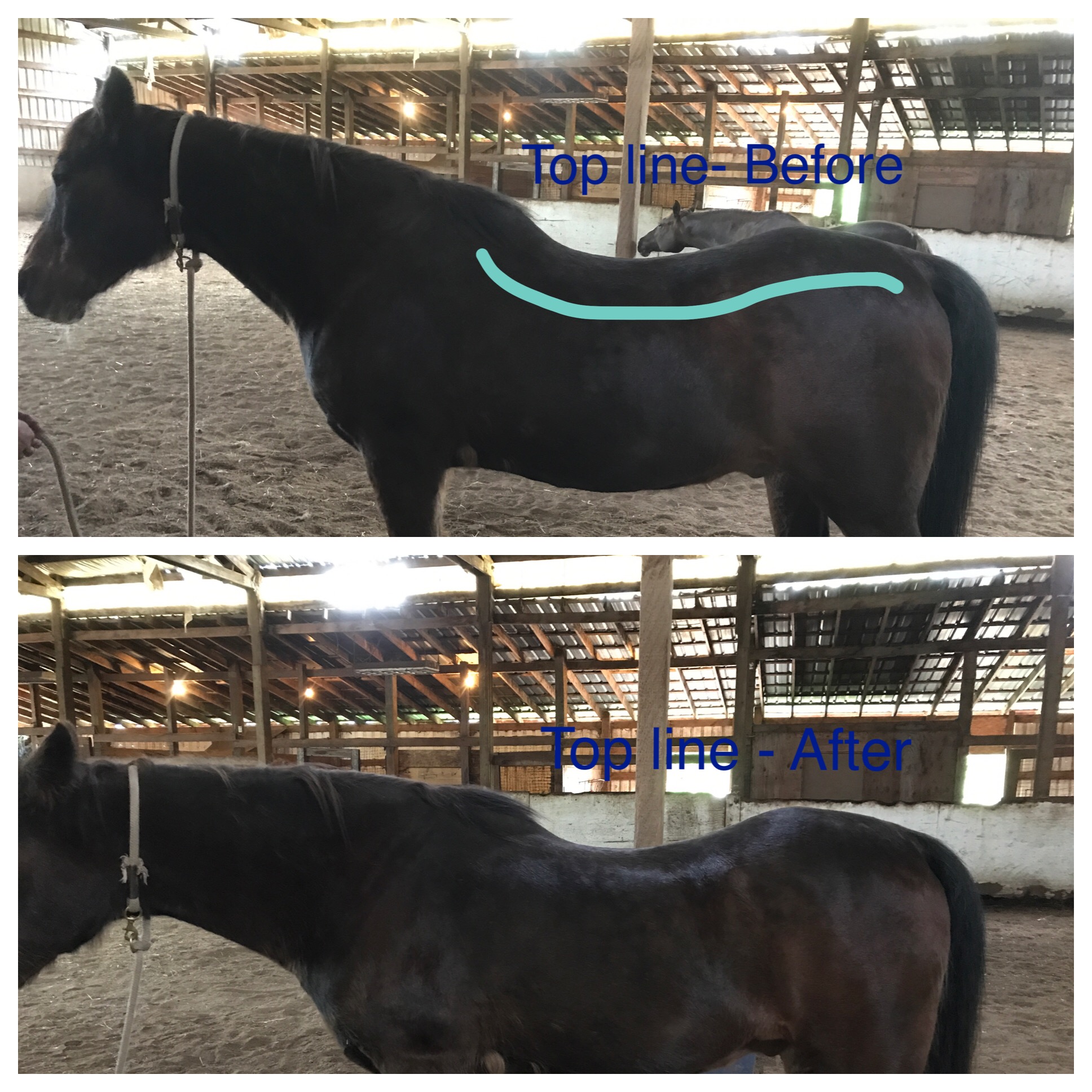 This is a 36 year old arabian gelding.  With age his body had shifted and it had become uncomfortable for him to move freely.  At the end of one session, his topline had shifted and changed enabling him to move more easily and comfortably.