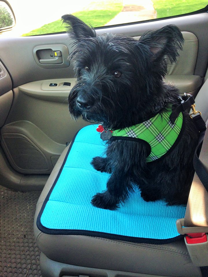 Buster Boy Mats easily roll up and secure with a hook and loop fastener. Rolling and unrolling the Mat is quick and easy and your seat will always be ready for your passenger or your pet instantly!